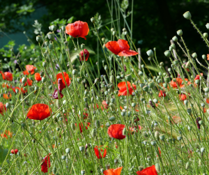 field poppy