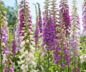foxglove