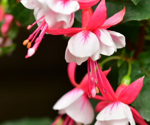 fuchsia