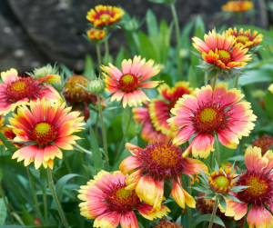 gaillardia