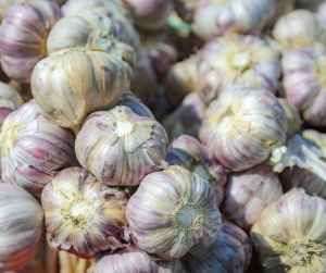 Garlic Bulbs