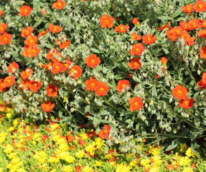 geum