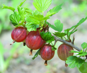 gooseberries
