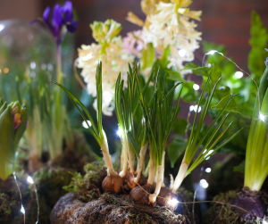 Hyacinth