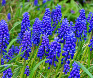 Muscari- Grape Hyacinth