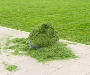 Grass clippings