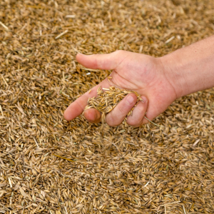 Rice Husks
