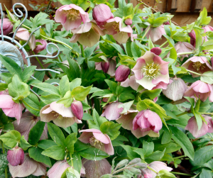 Hellebore