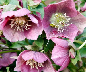 Hellebore