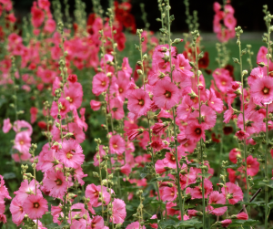 hollyhock