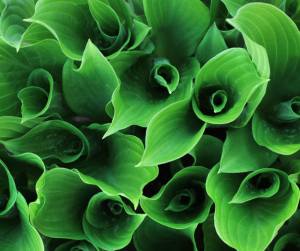 Hosta