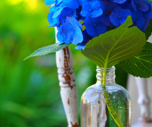 Hydrangea