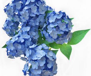Hydrangea