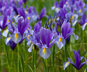 Iris