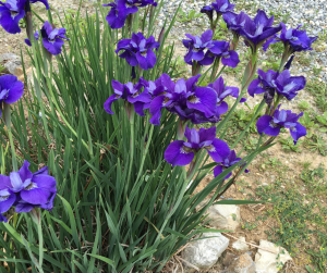 Iris