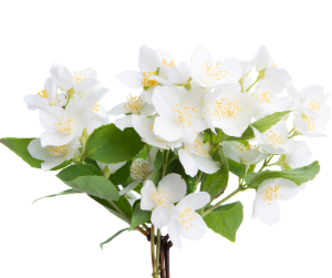 Jasmine