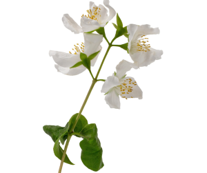 Jasmine