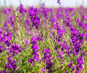 larkspur