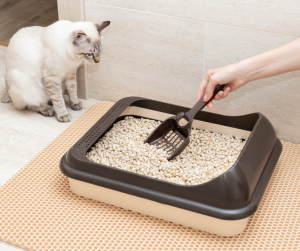 Cat Litter