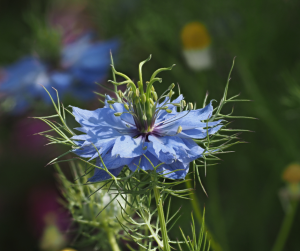 love-in-a-mist