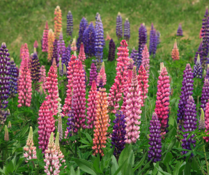 lupins