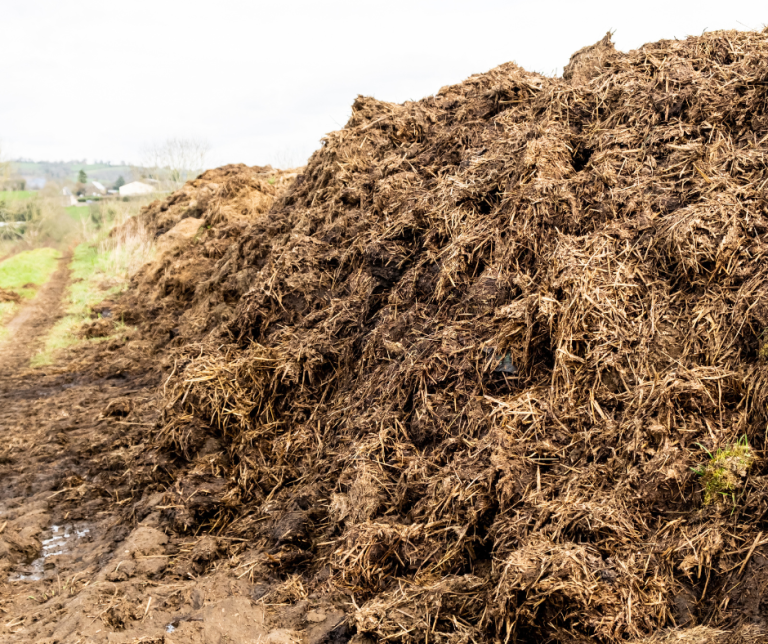 Manure