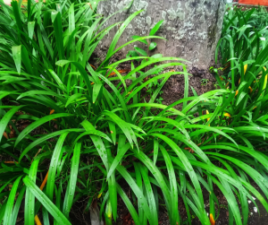 Muscari Foliage
