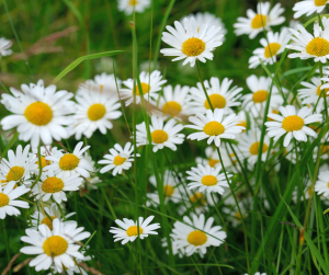 oxeye daisy