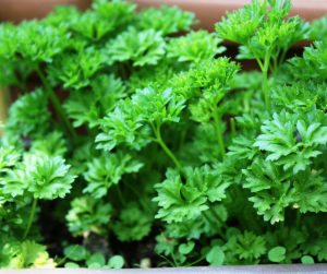 Parsley