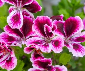 Penstemon