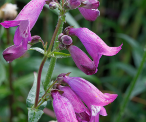 penstemon_ plant cutting (2)