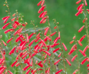 Penstemon