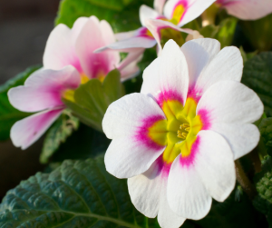 polyanthus