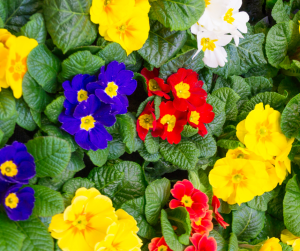 Primula