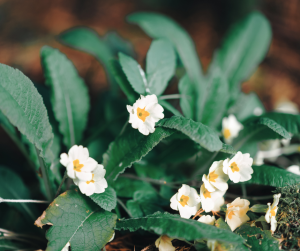 primula