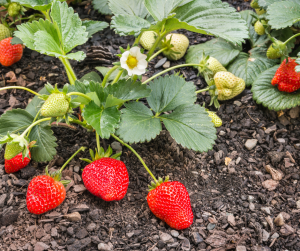 Strawberry
