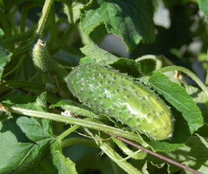 Cucumber