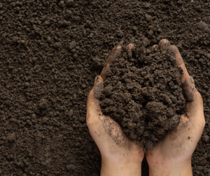 Image of Compost