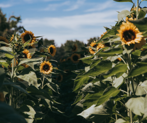 Sunflowers