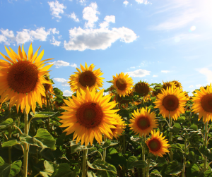Sunflowers