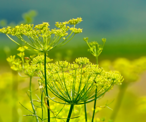 Fennel