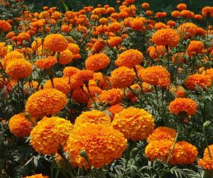 Tagetes
