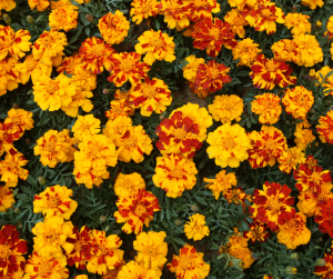 French marigolds