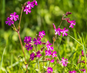 red campion