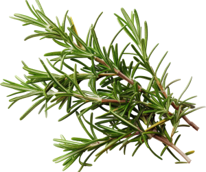Rosemary