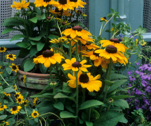 Rudbeckia