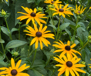 Rudbeckia