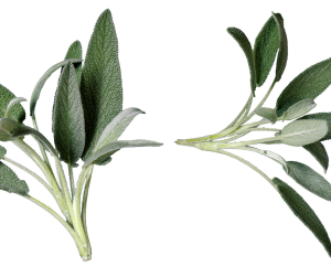 Sage
