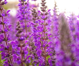 Salvia