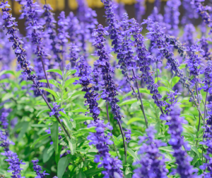 Salvia